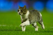Futbolga befarq bo'lmagan 7 mushuk