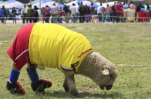 Kolumbiya qo'ylari futbolda Braziliya terma jamoasini engdi (FOTO+VIDEO)