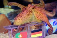 Осьминог по имени Регина предсказал немцам победу в игре со сборной Португалии