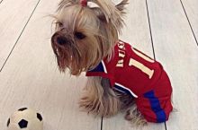 Jonivorlar ham futbolni sevishadi!(31 foto)