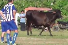 Sigirlar to'dasi futbol uchrashuvini to'xtatib qo'ydi
