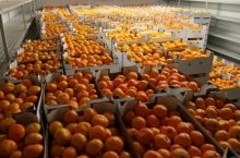 Srna donecklik bolalarga 20 tonna mandarin sovg'a qildi