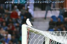 Halol futbol sari yig'ilish - 2!