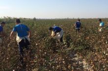 "Navbahor" futbolchilari paxta terimida ishtirok etishdi