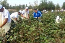 "Navbahor" murabbiylari va xodimlari paxta terimiga chiqishdi FOTO