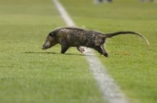 Buni ko'rish kerak! Maydonda opossum paydo bo'ldi, ammo TV xodimlari vaziyatdan chiqib ketishdi (VIDEO)